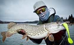 Picture of Pig Shad - Hot Pike 