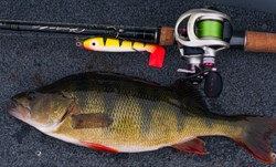 Picture of McRbber Big Bass - Proper Perch - 3 pack