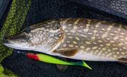 Picture of Pig Shad Jr - Hot Pike - 2 pack