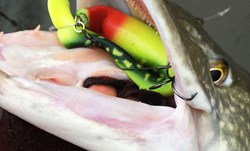 Picture of Pig Shad Jr - Hot Pike - 2-pack