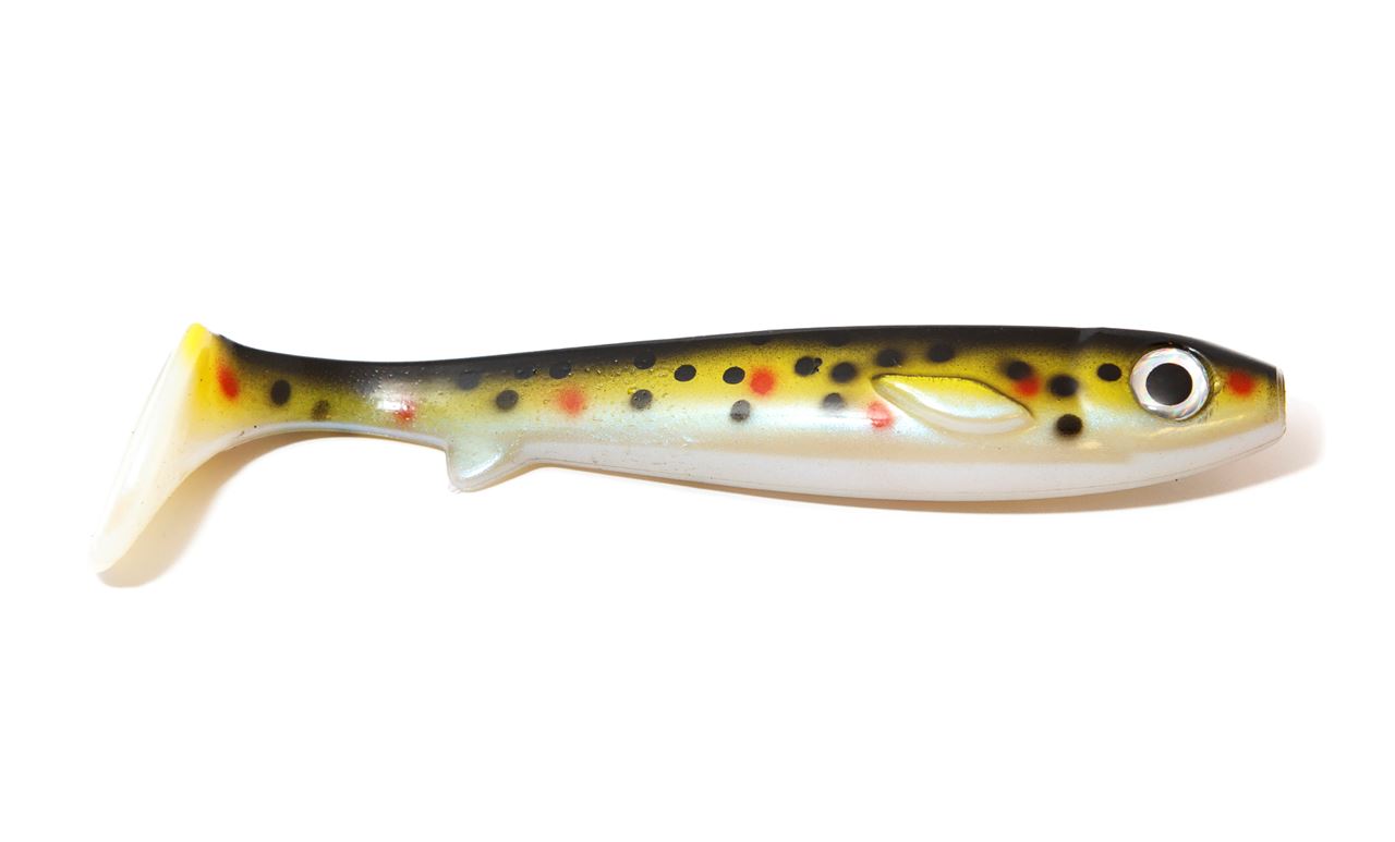 Picture of Flatnose Shad - Baby Smolt