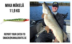 Picture of Pig Shad - Proper Pike