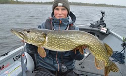 Picture of Fatnose Shad - Laban
