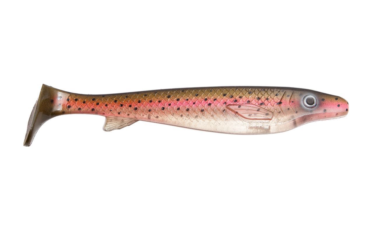 Picture of Fatnose Shad - Transparent Trout