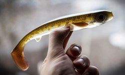 Picture of Flatnose Shad - Crystal Pike