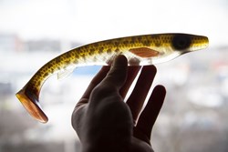 Picture of Fatnose Shad - Crystal Pike