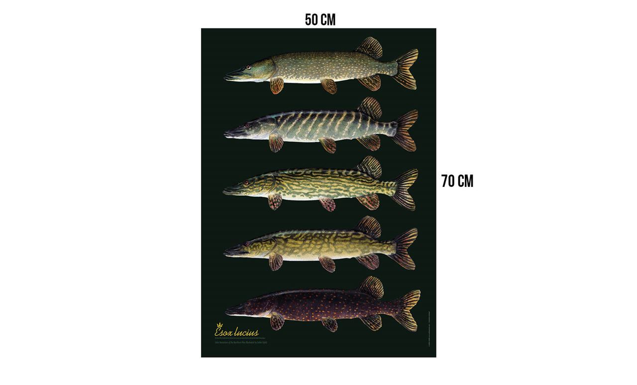 Picture of Sakke Yrjölä Poster 50 x 70 cm - Pike Variation