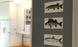 Picture of Post / Fish Cards A65