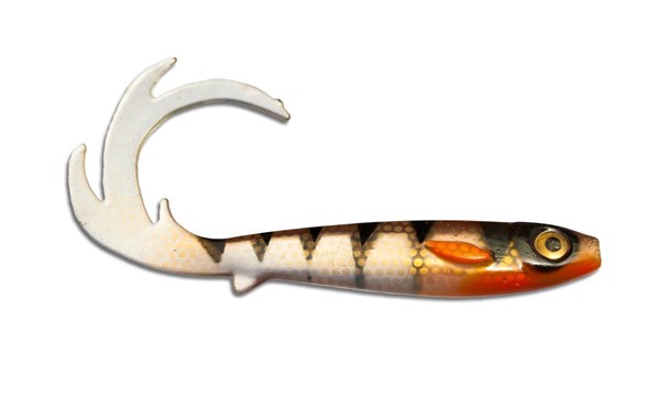 Picture of Flatnose Dragon - Transparent Perch