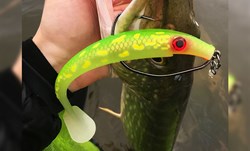 Picture of Pig Shad Jr - Transparent Hot Pike - 2 pack
