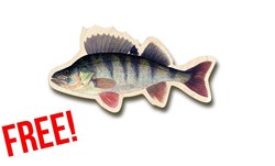 Picture of Fish magnets Perch- FREE