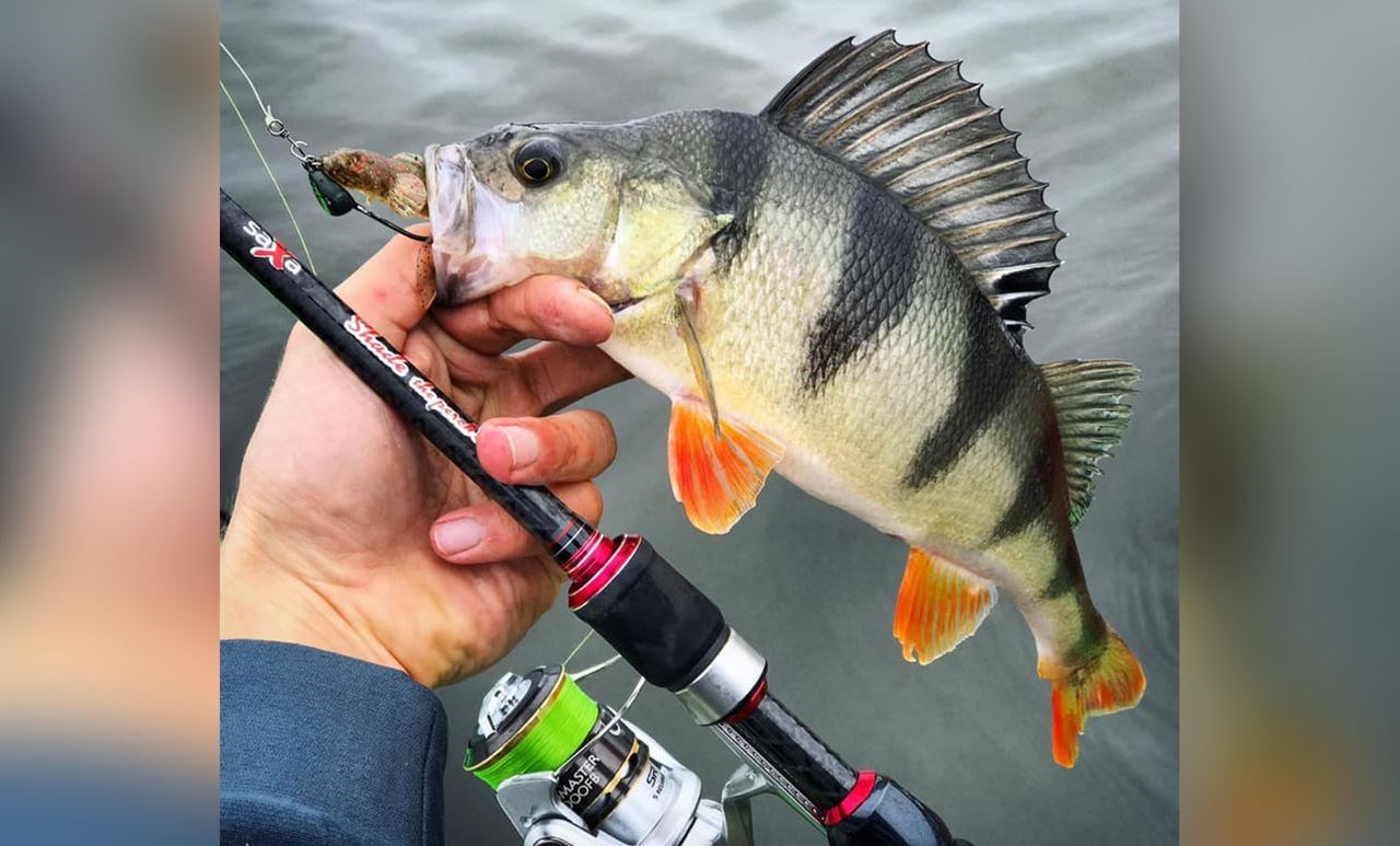 Picture of Saxa Shade - "The Perch Editon" 7'3'' - 10-30gr Spinning Rod