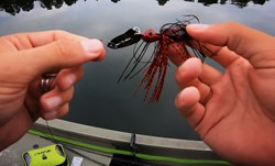 Picture of BUNDLE - 1 pack Flatnose Baby Dragon with Chatterbait