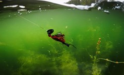 Picture of BUNDLE - 1 pack Flatnose Baby Dragon with Chatterbait