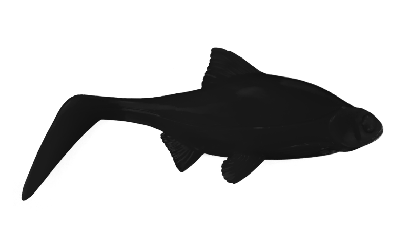 Black Base