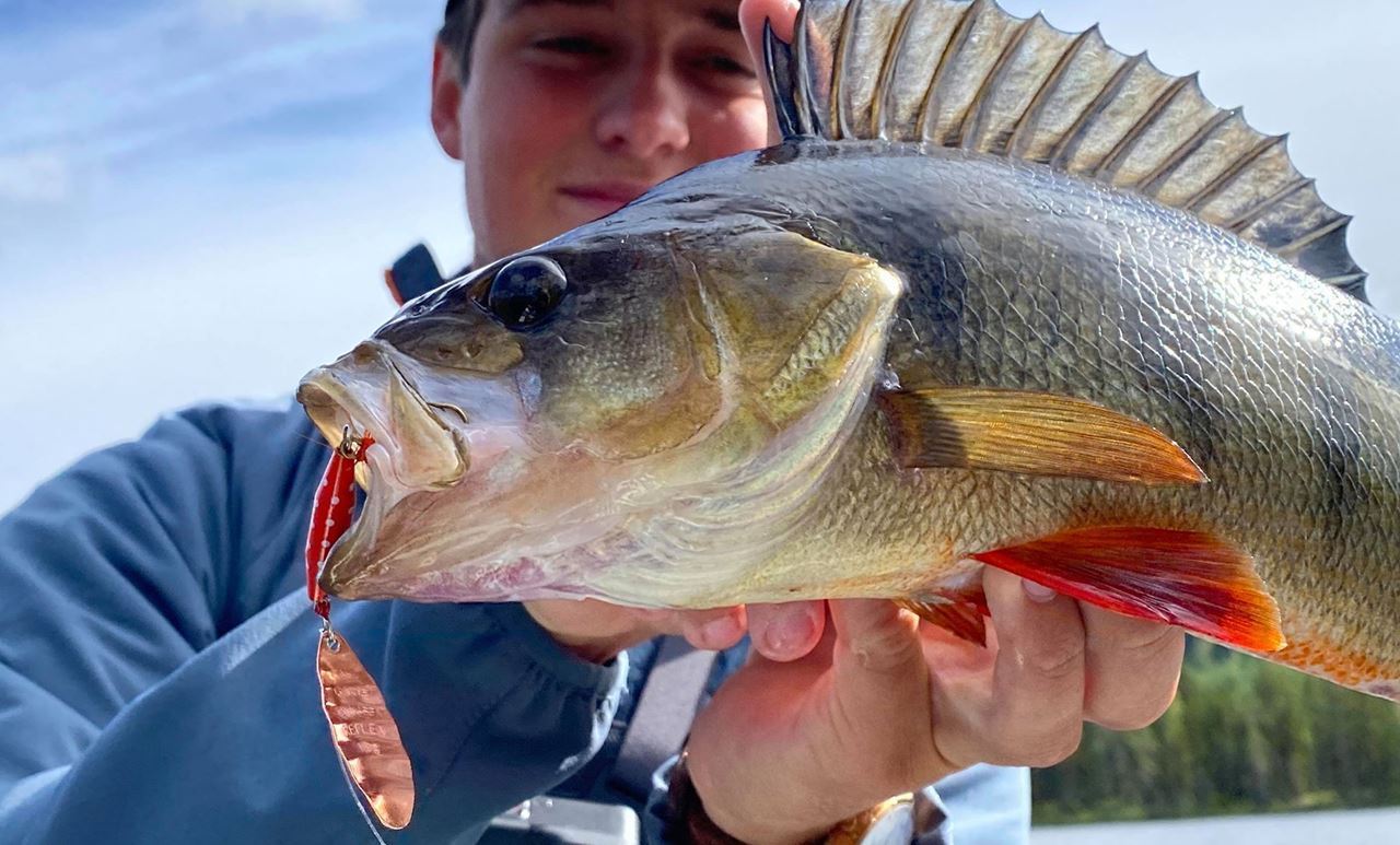 Picture of Perch Bundle - Summer Lake Edition