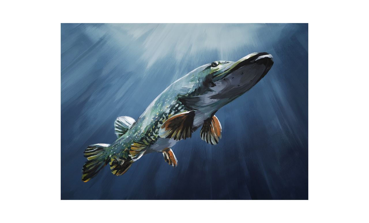 Picture of Fine Art Print av Tomas Hammar 50x70cm "Pike before the Bite"