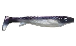 Picture of Fatnose Shad - Coregonus