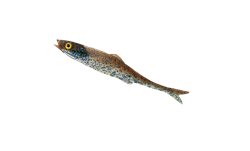 Picture of #LMAB Köfi Finesse Filet 15cm Galaxy