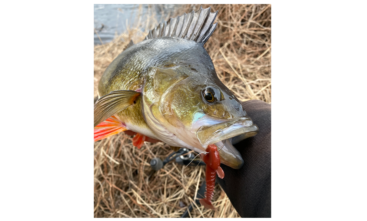 Picture of Våra favoritbeten till drop shot fiske