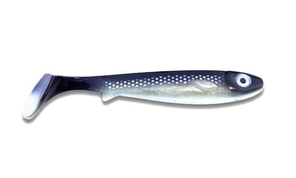 Picture of Flatnose Shad - Coregonus