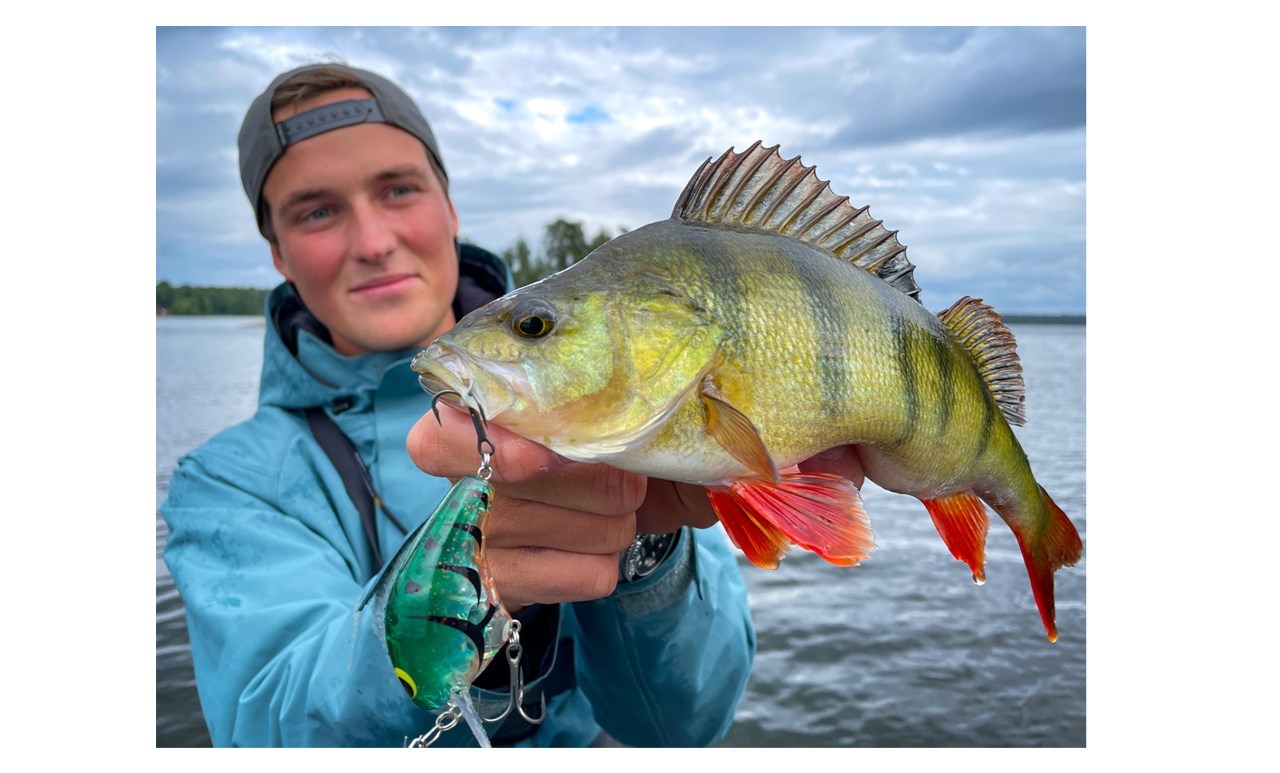 Picture of FALL 2022 BUNDLE Perch