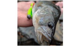 Picture of Muddy water bundle Perch/Zander