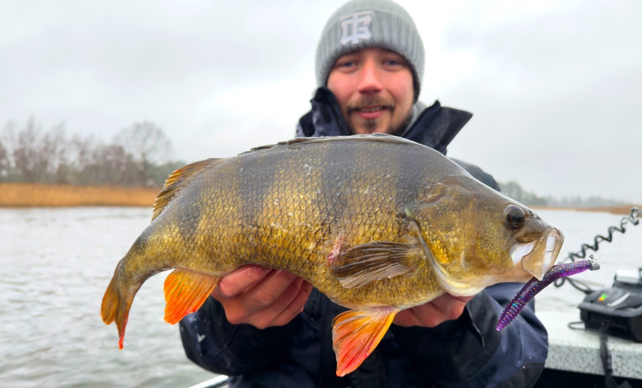 Picture of Tobias Perch Bundle