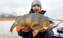 Picture of Tobias Perch Bundle