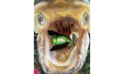 Picture of Adusta ZACRAWL Jr 6,5cm - Blue Gill