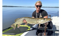 Picture of Fatnose Shad 23cm Motorpike med Stinger