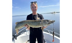 Picture of Fatnose Shad 23cm Motorpike med Stinger