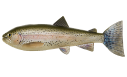 Picture of PulzBait Skinz - 15cm 2-pack