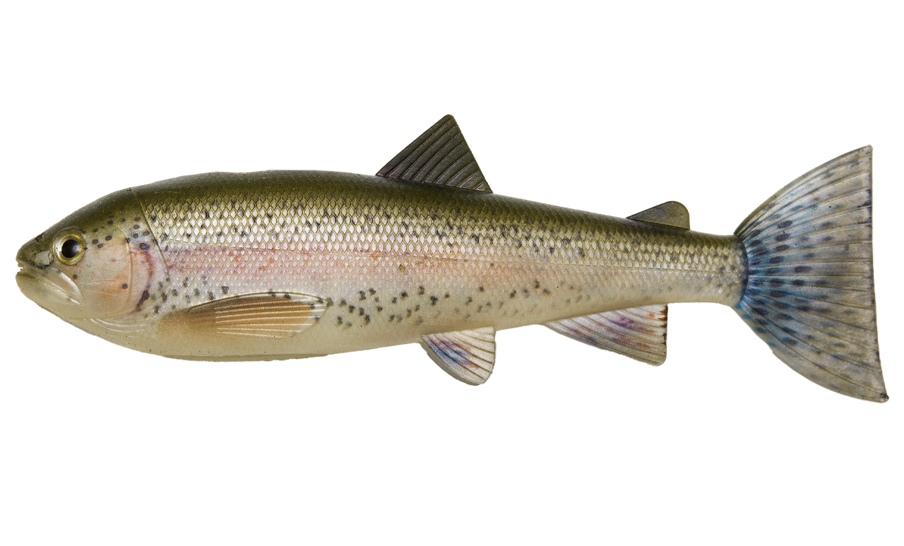 Picture of PulzBait Skinz - 20cm 1-pack