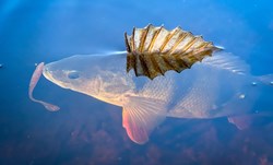 Picture of Open Water Perch Bundle