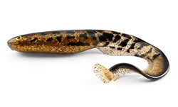 Picture of Gator Catfish 40cm, 230g