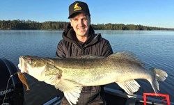 Picture of Flatnose Shad "Guldgossen" med Stinger