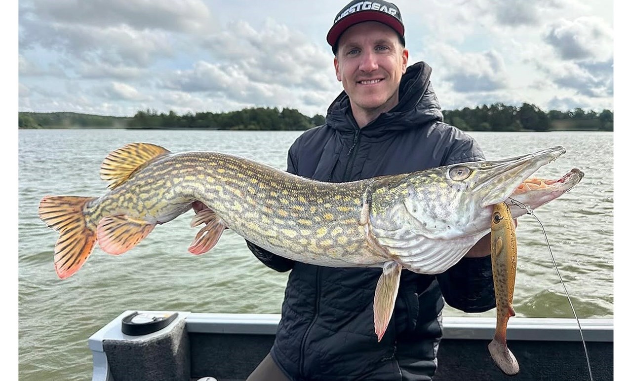 Picture of Flatnose Shad "Guldgossen" med Stinger