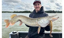 Picture of Flatnose Shad "Guldgossen" med Stinger