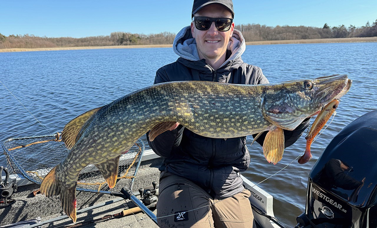 Picture of Flatnose Shad "Guldgossen" med Stinger